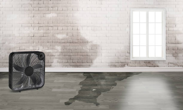 Best Water damage contractors near me  in Murphys Estates, SC